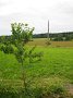 IMG_0661