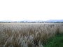 IMG_1117